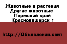 Животные и растения Другие животные. Пермский край,Красновишерск г.